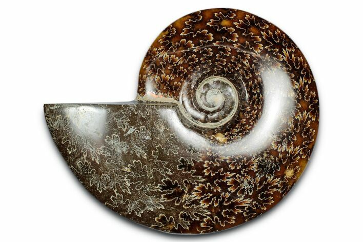 Polished Ammonite (Cleoniceras) Fossil - Madagascar #339260